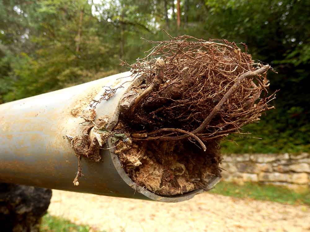 tree roots in drain pipes