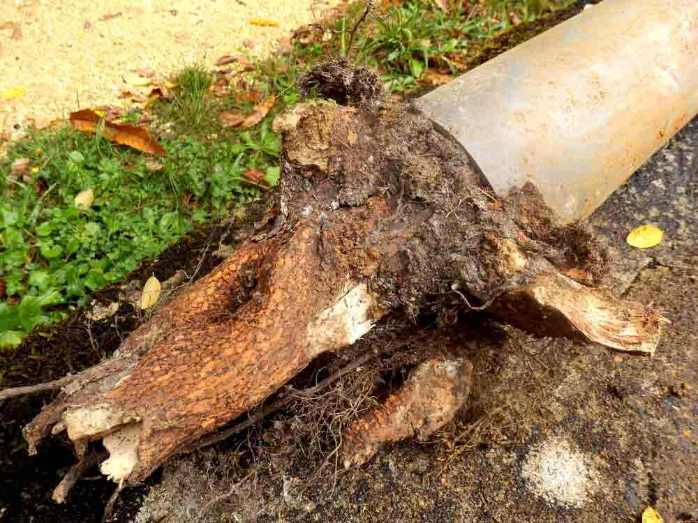 Blocked drainage pipe caused by ingress of tree roots Mesa, AZ